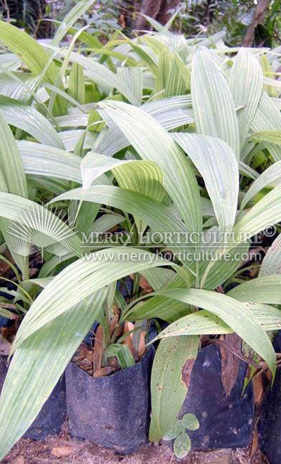 Curculigo latifolia